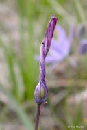 Image of Suksdorf's large camas