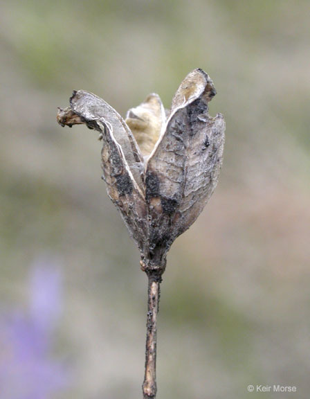 Image of Suksdorf's large camas