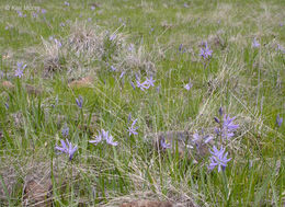 Image of Suksdorf's large camas