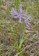 Image of Suksdorf's large camas