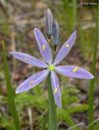 Image of Suksdorf's large camas