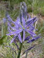 Image of Suksdorf's large camas