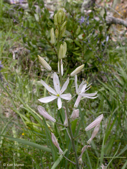 Image of Suksdorf's large camas