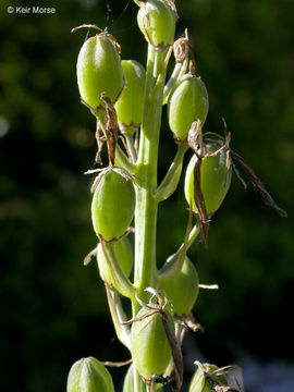 Image of Suksdorf's large camas