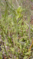 Image of attenuate Indian paintbrush