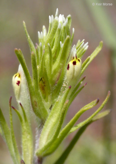 Image of attenuate Indian paintbrush