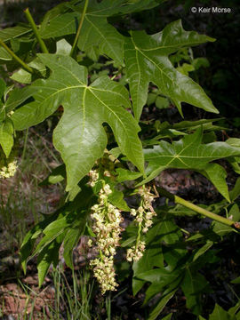 Acer macrophyllum Pursh resmi