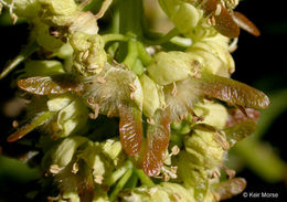 Image of bigleaf maple