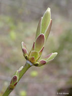 Acer macrophyllum Pursh resmi