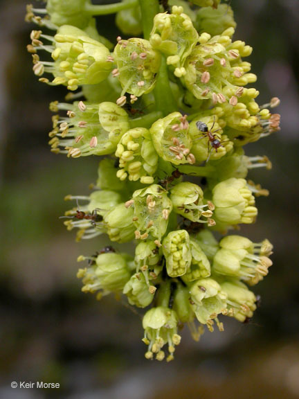 Image of bigleaf maple