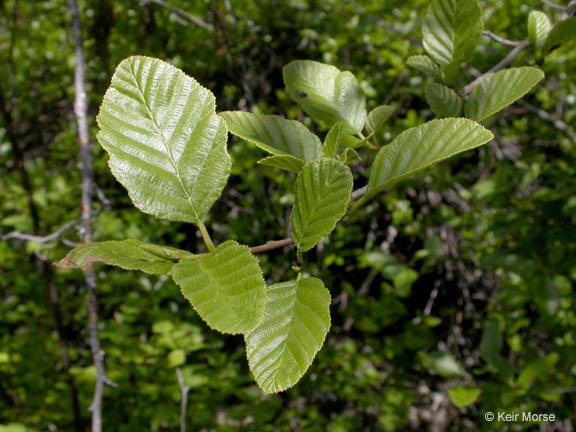 Image of California alder