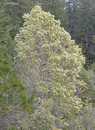 Image of Pacific madrone