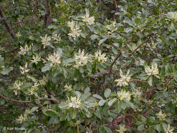 Image of Pacific madrone