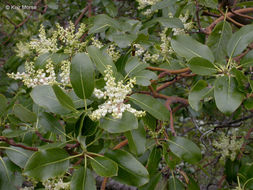 Image of Pacific madrone