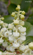 Image of Pacific madrone