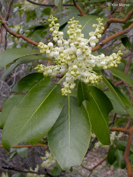 Image of Pacific madrone