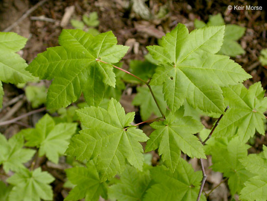 Слика од Acer circinatum Pursh