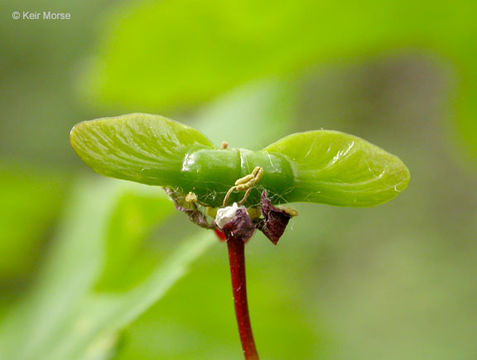 Imagem de Acer circinatum Pursh