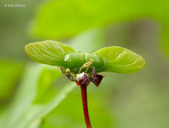 Image of Vine Maple