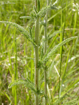 Image of yarrow, milfoil