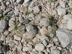 Image of creeping bentgrass