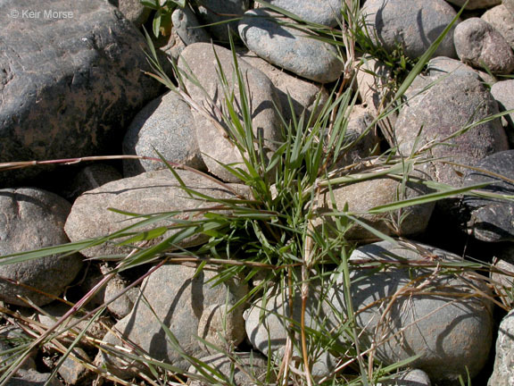 Image of creeping bentgrass