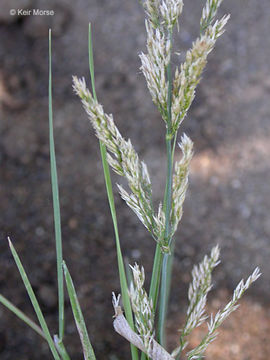 Image of creeping bentgrass