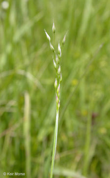 Image of silver hairgrass