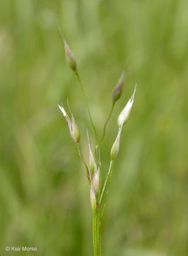 Image of silver hairgrass