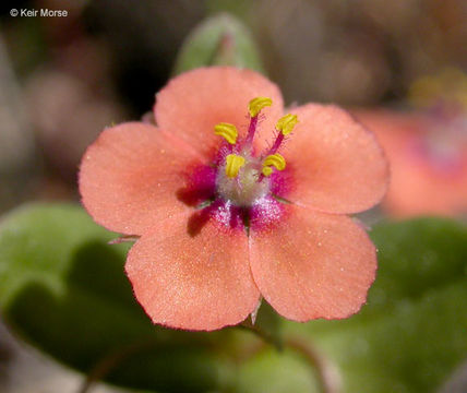 Lysimachia arvensis (L.) U. Manns & Anderb. resmi