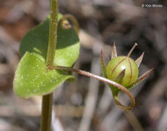 Lysimachia arvensis (L.) U. Manns & Anderb. resmi