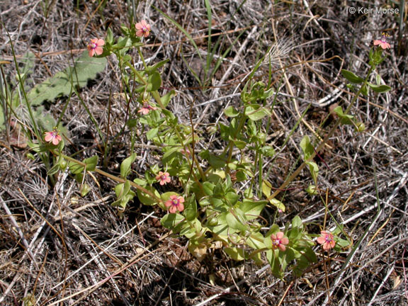 Lysimachia arvensis (L.) U. Manns & Anderb. resmi