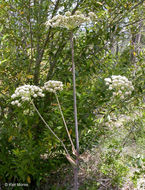 Image of Lyall's angelica