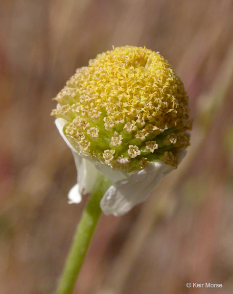 Anthemis arvensis L. resmi