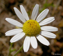 Anthemis arvensis L. resmi