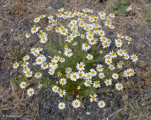 Image of stinking chamomile