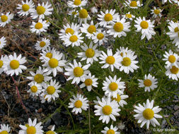 Image of stinking chamomile