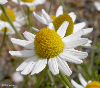 Image of stinking chamomile