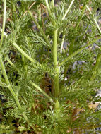 Image of stinking chamomile