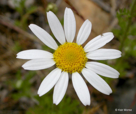 Image of stinking chamomile