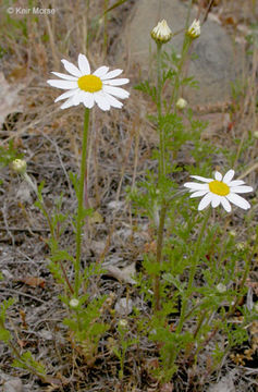 Image of stinking chamomile