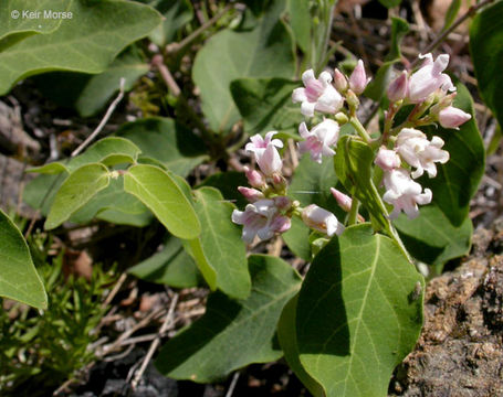 Image of flytrap dogbane