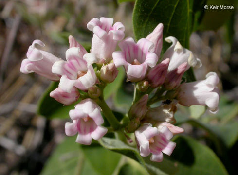 Image of flytrap dogbane