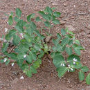 Image of flytrap dogbane