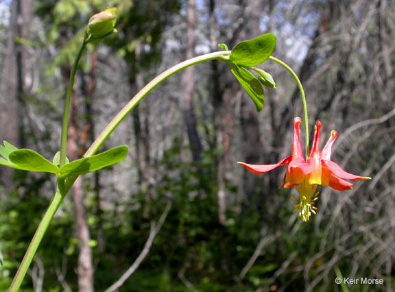 Imagem de Aquilegia formosa Fisch.