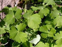 Imagem de Aquilegia formosa Fisch.