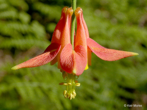 Imagem de Aquilegia formosa Fisch.