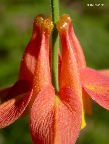 Imagem de Aquilegia formosa Fisch.