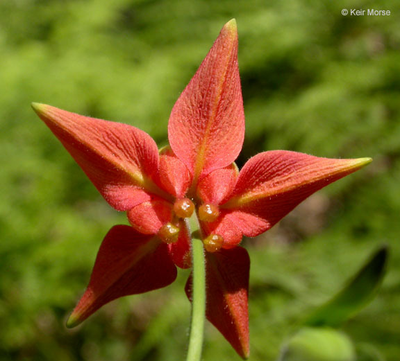 Imagem de Aquilegia formosa Fisch.