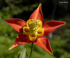 Imagem de Aquilegia formosa Fisch.